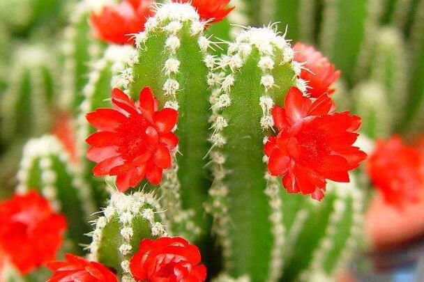 �����Է������ƿ��Է������� �����Ʒŵ����Ա���ʲô����