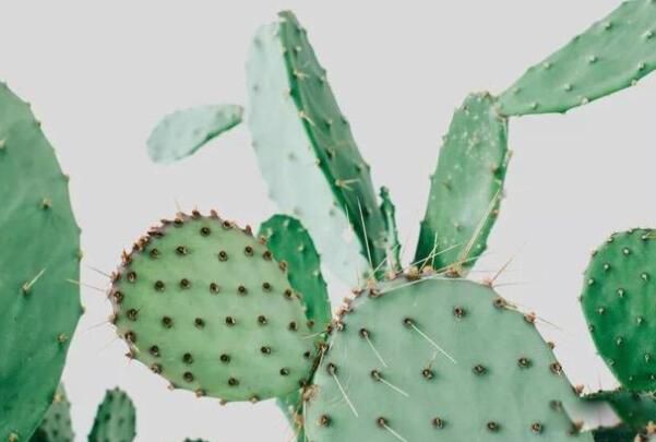 电脑旁放仙人掌可以防辐射吗 仙人掌放电脑旁边有什么作用