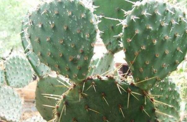 电脑旁放仙人掌可以防辐射吗 仙人掌放电脑旁边有什么作用