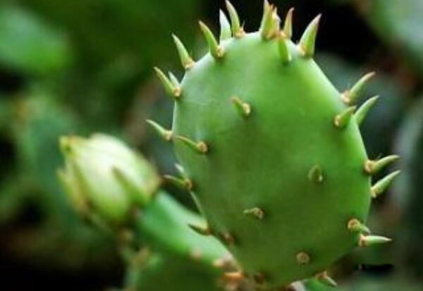 电脑旁放仙人掌可以防辐射吗 仙人掌放电脑旁边有什么作用