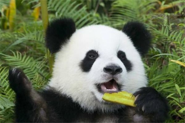 ��ȵ���������è�� ������Ŵ���è�������Ĵ�ʧ����