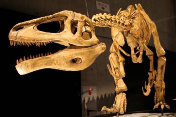 �������ʲô���ӵ� ���ĸ�ʱ�ڵ�ʳ�⶯��