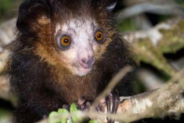 指狐猴长什么样子图片 指狐猴为什么濒临灭绝
