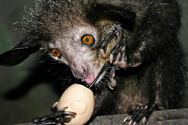 指狐猴长什么样子图片 指狐猴为什么濒临灭绝