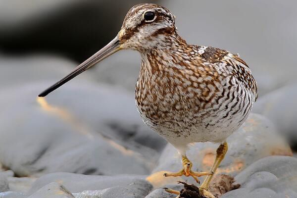 ��ɳ׶��ʲôˮ�� ��ɳ׶�Ǳ���������