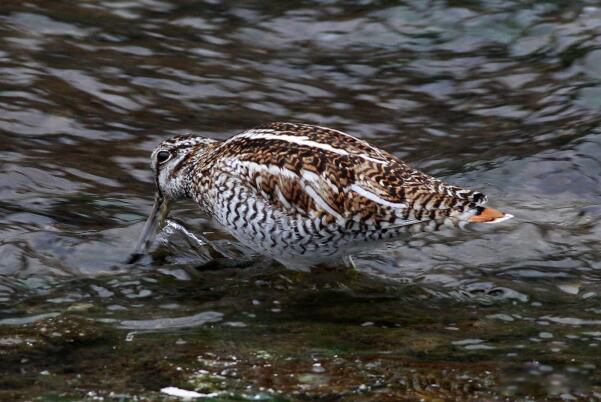 ��ɳ׶��ʲôˮ�� ��ɳ׶�Ǳ���������