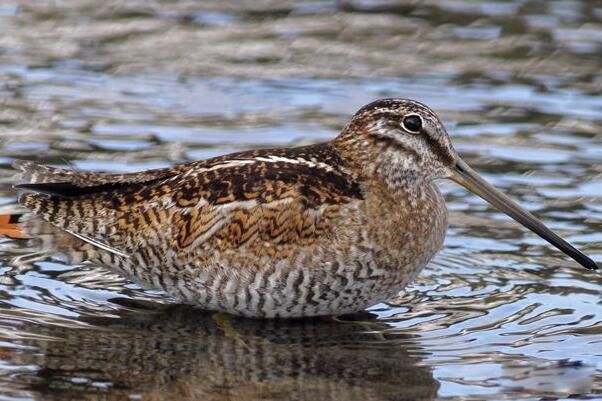 ��ɳ׶��ʲôˮ�� ��ɳ׶�Ǳ���������