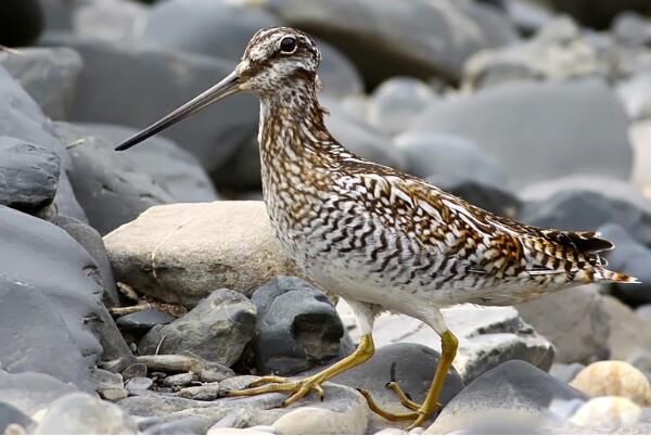 ��ɳ׶��ʲôˮ�� ��ɳ׶�Ǳ���������