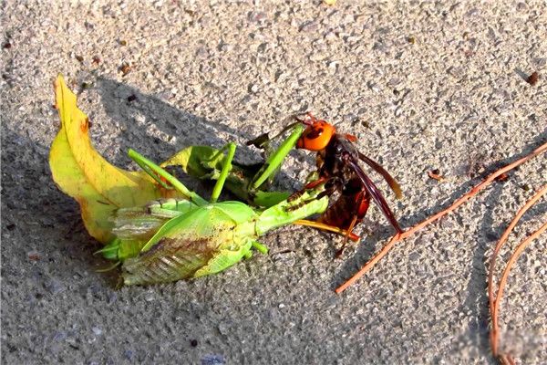 ����ɱ�˷���ܳ�ʲô���� ����ɱ�˷�����ô������