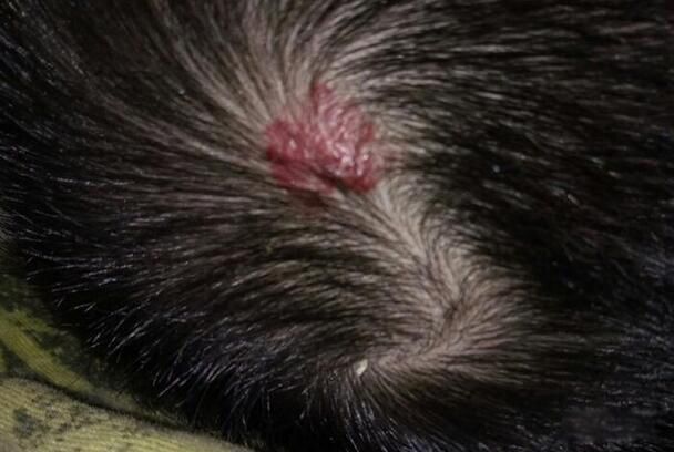 ̥�ǳ��������и��� ̥�������岻ͬ��λ����ʲô