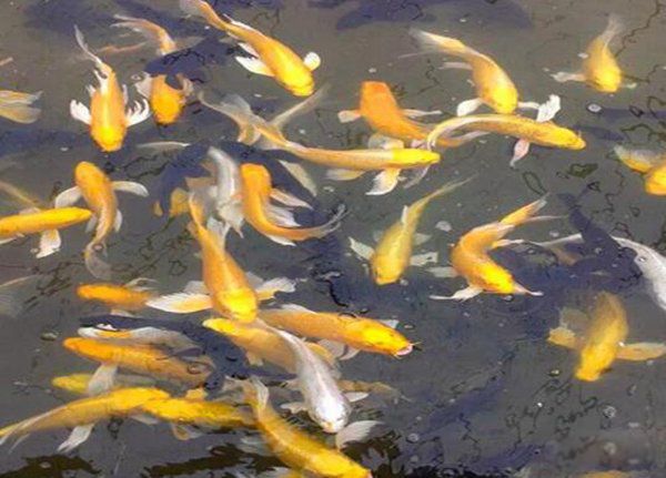 �ߵ�������ͼƬ��ȫ ʮ���������۸�����