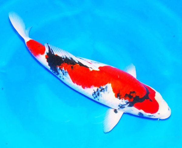 �ߵ�������ͼƬ��ȫ ʮ���������۸�����