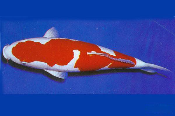 �ߵ�������ͼƬ��ȫ ʮ���������۸�����