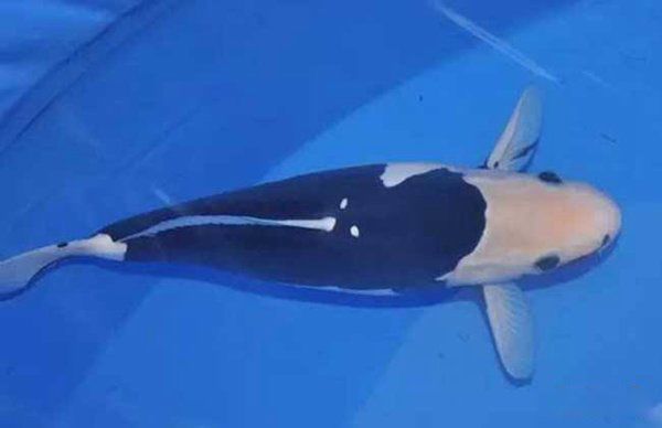 �ߵ�������ͼƬ��ȫ ʮ���������۸�����