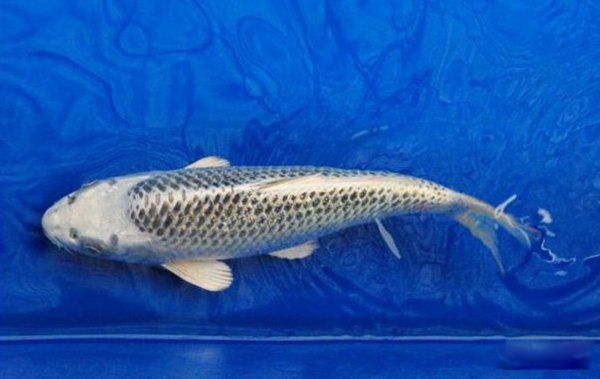 �ߵ�������ͼƬ��ȫ ʮ���������۸�����