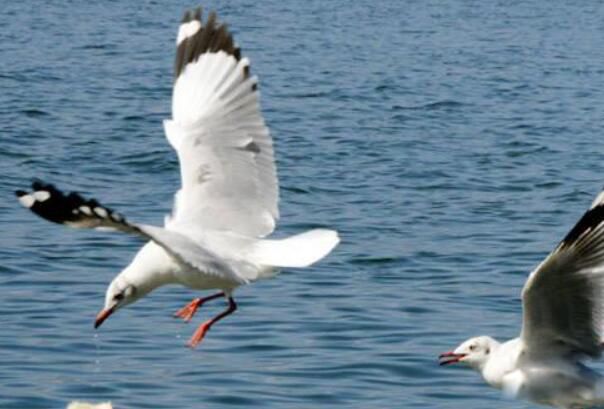 ��Ÿ�����Ͻ��� ��ŸΪʲô��Ϊ������๤