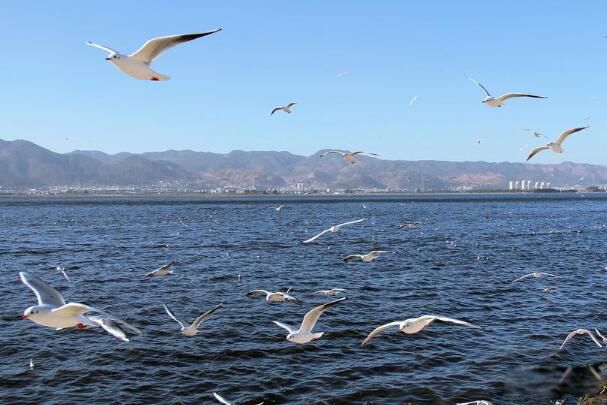 海鸥的资料介绍 海鸥为什么称为海上清洁工