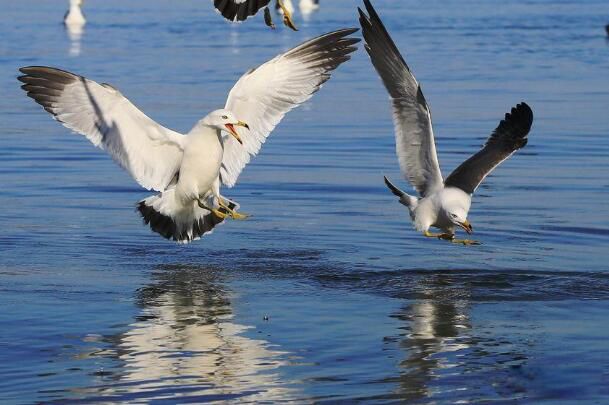 海鸥的资料介绍 海鸥为什么称为海上清洁工
