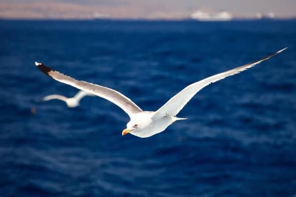 海鸥的资料介绍 海鸥为什么称为海上清洁工