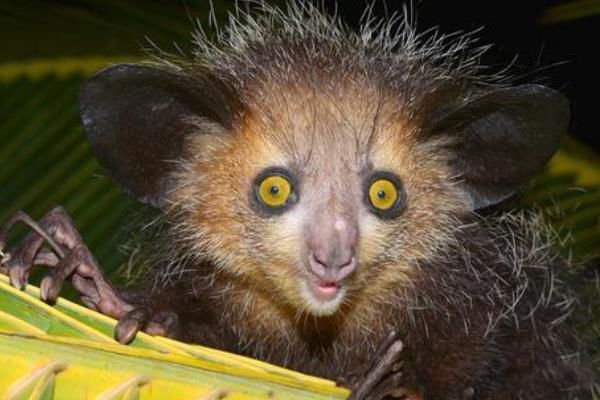 指狐猴长什么样子图片 指狐猴为什么濒临灭绝