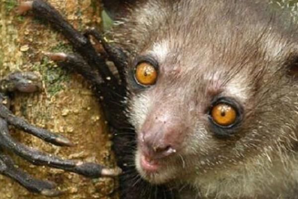 指狐猴长什么样子图片 指狐猴为什么濒临灭绝