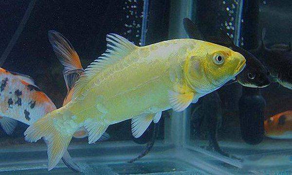 �ߵ�������ͼƬ��ȫ ʮ���������۸�����