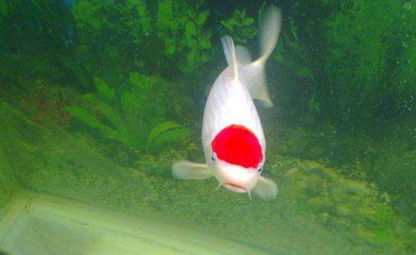 �ߵ�������ͼƬ��ȫ ʮ���������۸�����