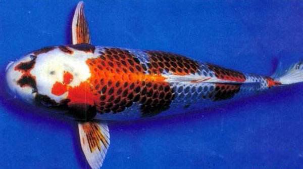 �ߵ�������ͼƬ��ȫ ʮ���������۸�����