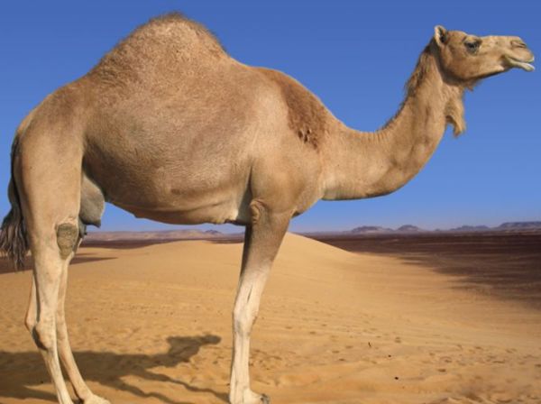 ���յ��շ�������Ҫ�������ʲô? ���յĽ�������