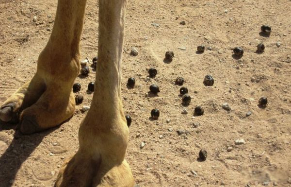 ���յ��շ�������Ҫ�������ʲô? ���յĽ�������