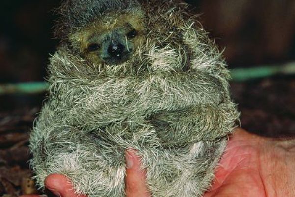 ��ë��ֺ�������������� ��ֺ������ʲô���к��ص�