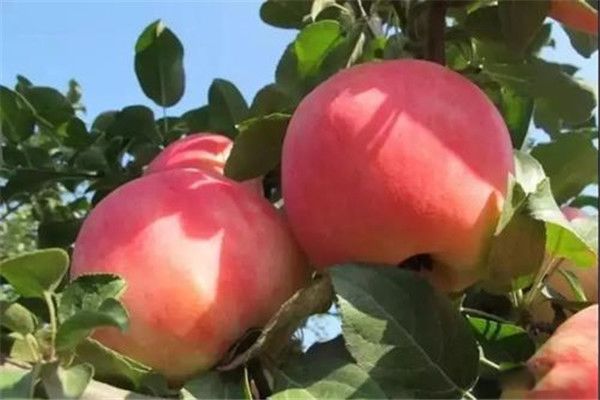 ����һ��ƻ���ó��� ����һ��ƻ������������