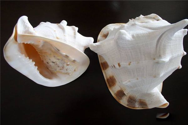 �ƹ����ж��������� �ƹ���ʲôʱ��������Ҷ�����������