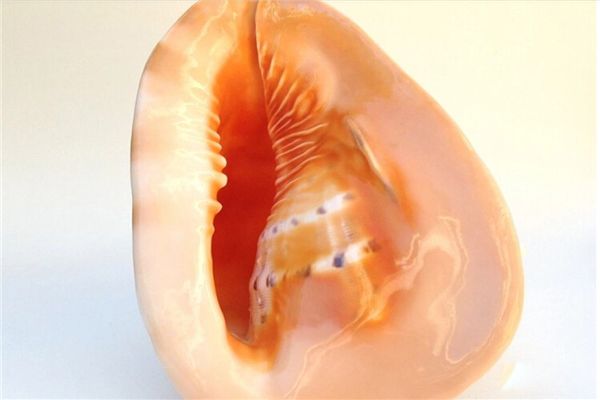 �ƹ����ж��������� �ƹ���ʲôʱ��������Ҷ�����������