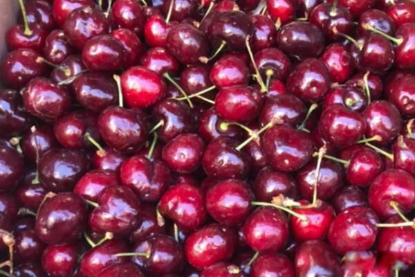 �Գ����ӵĺô��빦Ч �ӻ�˥�Ϻ���������