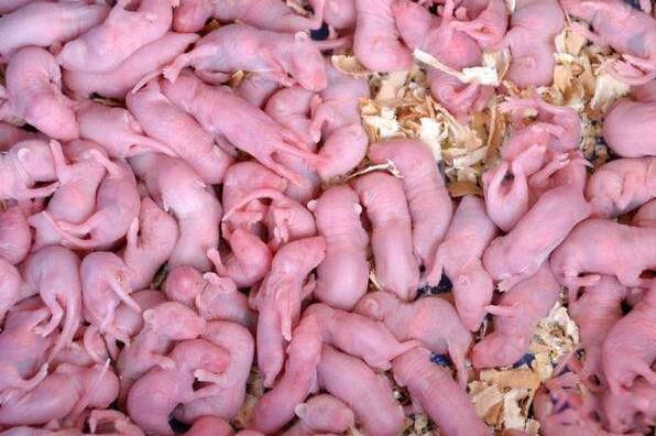 三吱儿的由来(为什么叫三吱儿) 三吱儿老鼠菜是什么鼠