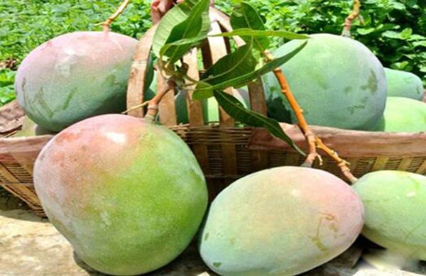 ��֦������â���Ľ��� ����֮Ϊ�ǹ���֮��