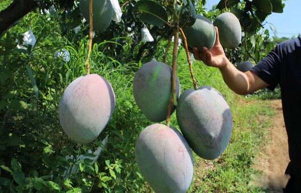 ��֦������â���Ľ��� ����֮Ϊ�ǹ���֮��