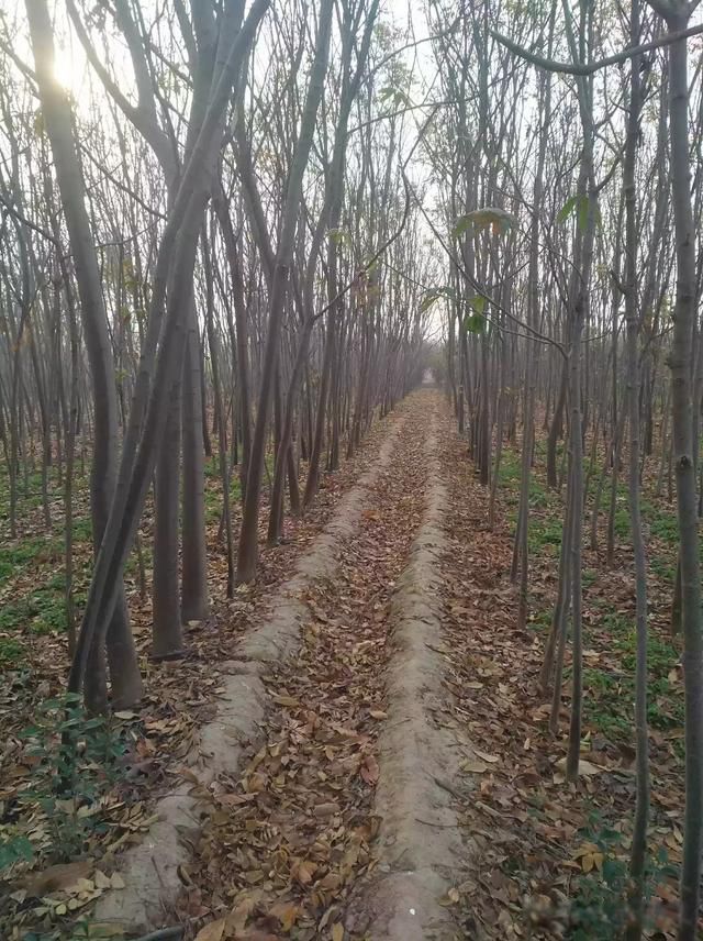 �˵�����ľ��ٸ��� ���ڲ�ͬ�����в�ͬ������