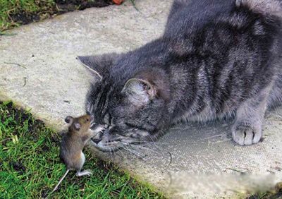 ̫����ʲô���� �������м��ر���Ϊ����֥