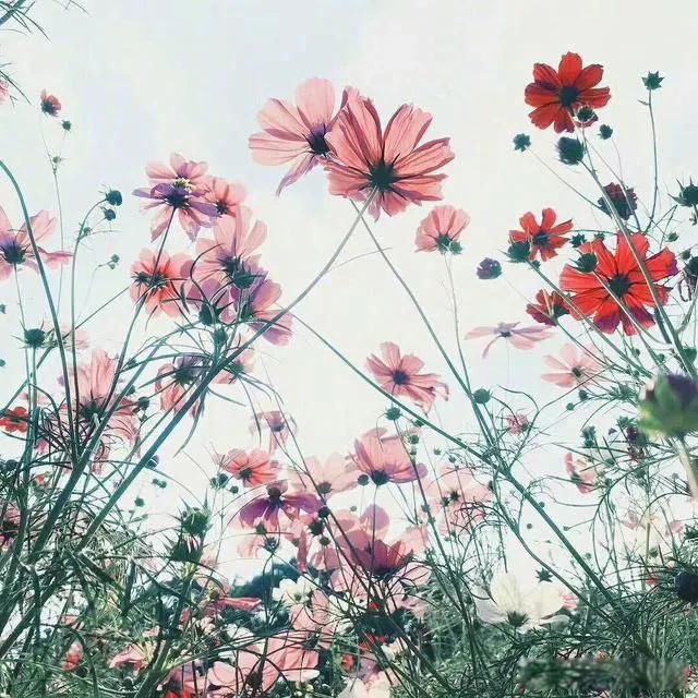 夜场女孩最终归宿 不能拒绝人家追求婚姻幸福