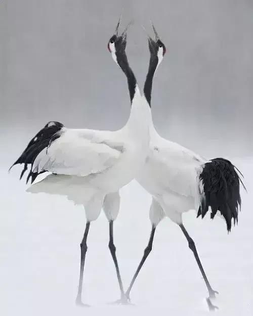 ������ʲô��˼ �й���ѡ�񡰶��ˡ�Ҫ����