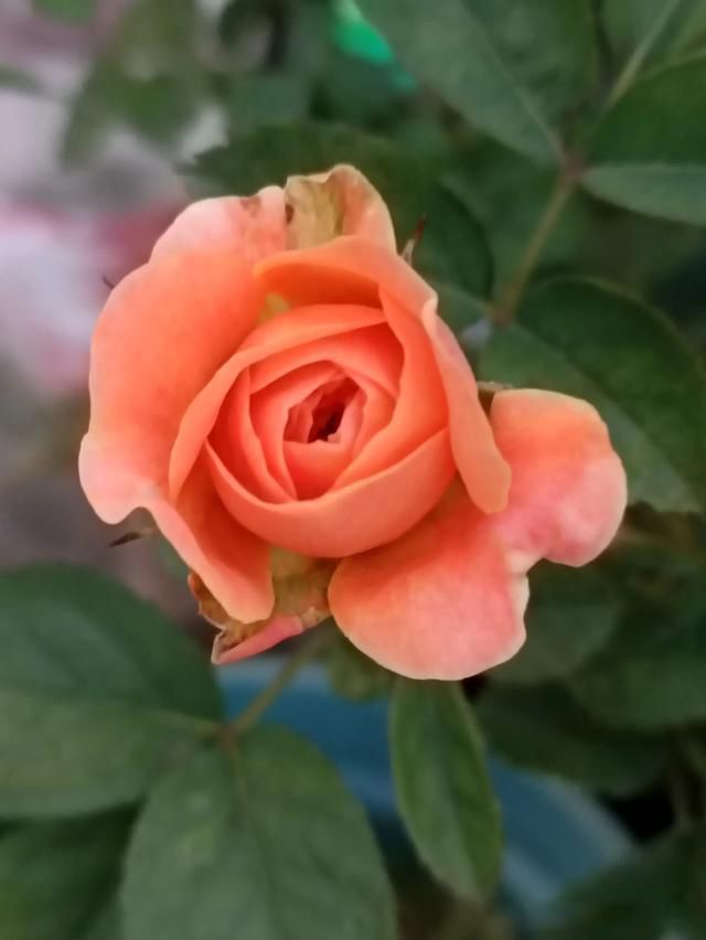 �������˿�,ĪȰ�����Ƶ���˼ ��������˼