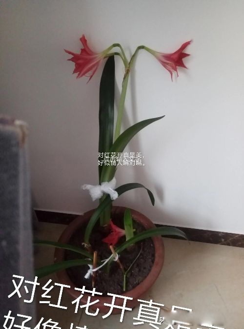 ���˲����Ļ������ֻ� ����Ʒ�ʺ͵��µĻ�