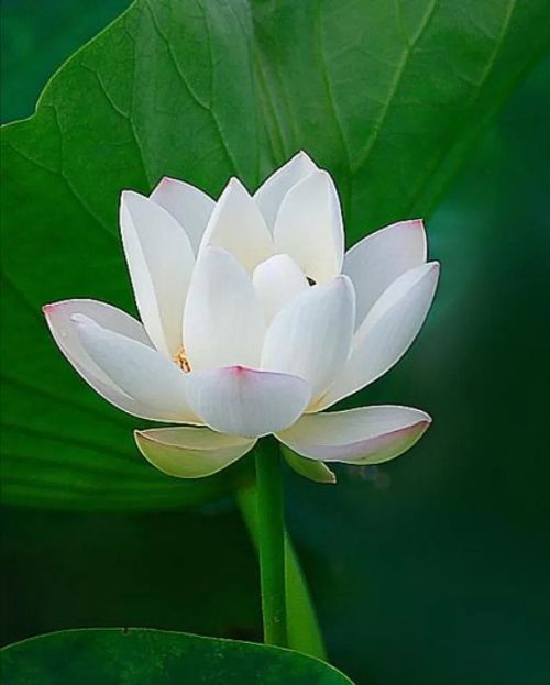 ��������ʲô��˼ ��������Ԣ�������仯