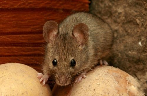 ������������ô�ܳ������� ��ȡ�����ͻ�ѧ���η���