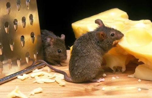 ������������ô�ܳ������� ��ȡ�����ͻ�ѧ���η���