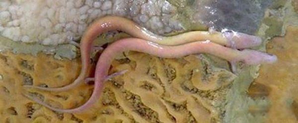 昆仑山真龙事件真相 飞机上拍到真龙照片