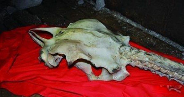 昆仑山真龙事件真相 飞机上拍到真龙照片