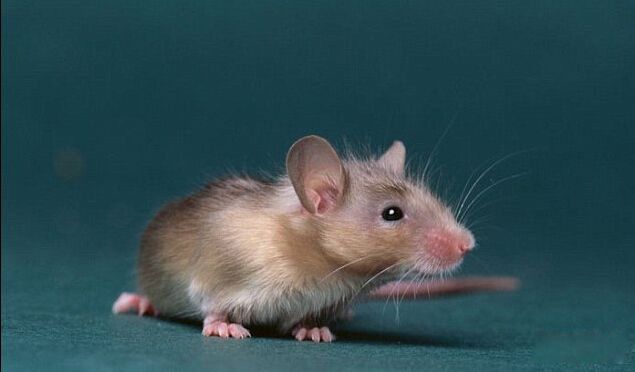 ����Ľ����۱��Ʒ���֤�� ��������ô���ĵ��״Ӻζ���